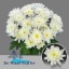 product/img.floraplaza.nl/LCHRB-LIVE_fotos-0x9C14FA9A3D3407100812A74BD6107C38FF713E01.jpg