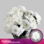 product/img.floraplaza.nl/LCHRB-LIVE_fotos-0xBBA04861EB6657B855D2D95BDDB31DF8B09FBB3F.jpg