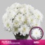 product/img.floraplaza.nl/LCHRB-LIVE_fotos-0xBBC38E1A0D0190EC9F557D51467A674FFD961F6C.jpg