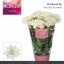 product/img.floraplaza.nl/LCHRB-LIVE_fotos-0xC774A99D17047A0D8EC233414F45C9DFF0B34E8B.jpg