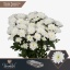 product/img.floraplaza.nl/LCHRB-LIVE_fotos-0xE8F4E37CB8F39795C573A9610D8F47DCD11A4C0D.jpg