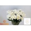 product/img.floraplaza.nl/LCHRB-LIVE_fotos-0xEDB85F5084F34BB8435A0F38572309C4CC057417.jpg