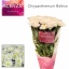 product/img.floraplaza.nl/LCHRB-LIVE_fotos-0xF2F29606563451D5B317D4AE04C9E917A38AEC7A.jpg