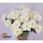 product/img.floraplaza.nl/LCHRB7-LIVE_fotos-0x453A64425A88772CC94D0BF7B64926BAF0210D5F.jpg