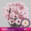 product/img.floraplaza.nl/LCHRBAB-LIVE_fotos-0x26ED46FF2680174090218E003DA45D0E52094CD7.jpg