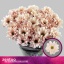 product/img.floraplaza.nl/LCHRBAB-LIVE_fotos-0x6402325895C21A059A47A3266548703205407540.jpg