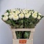 product/img.floraplaza.nl/LCHRBOB-LIVE_fotos-0x0358E1B0E9BA621D4BED51C3B8D31F04BBBBD8B3.jpg