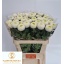 product/img.floraplaza.nl/LCHRBOB-LIVE_fotos-0x93C3BE8BE236AF78EF439197BE96676D0E624CD9.jpg
