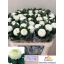 product/img.floraplaza.nl/LCHRBOB-LIVE_fotos-0xADD4B3B5661ACC316D6E11A055FCC8BE26C01397.jpg