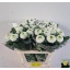 product/img.floraplaza.nl/LCHRBOB-LIVE_fotos-0xBA841DBB144043437B070BA17709F0D4CFAC0027.jpg