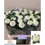 product/img.floraplaza.nl/LCHRBOB-LIVE_fotos-0xD1572C8C73597FF4186CEF147C4AAF3FC9F595A7.jpg