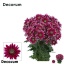 product/img.floraplaza.nl/LCHRBOL-LIVE_fotos-0xE41AC1B5F27CBAC18DC8B2E9D44E0E357A70B1DA.jpg