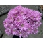 product/img.floraplaza.nl/LCHRBP-ASSORTI_fotos-MVA-chrys sp baltica pink Papaianni.jpg