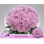 product/img.floraplaza.nl/LCHRBP-LIVE_fotos-0x42F35B784C2AD4C4A9559F46042EA0AC23C7D9C2.jpg