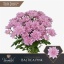 product/img.floraplaza.nl/LCHRBP-LIVE_fotos-0xCABE8B8444098E54F72326818BF671246DE88C16.jpg