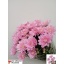 product/img.floraplaza.nl/LCHRBP-LIVE_fotos-0xF1B0B147F54598E7FE869BBC3633D96357592B3D.jpg