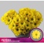 product/img.floraplaza.nl/LCHRCE-ASSORTI_fotos-MVA-Zentoo - Celebrate.jpg