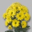 product/img.floraplaza.nl/LCHRCE-LIVE_fotos-0x6E64B114EAE0CF70FCC5926A9B696E0BE214F9B6.jpg