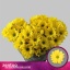 product/img.floraplaza.nl/LCHRCE-LIVE_fotos-0xF46B535FE9CFEB8BEB4369C9360D690D1CDFD1FE.jpg
