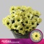 product/img.floraplaza.nl/LCHRCHIC-LIVE_fotos-0x6A38D5864866E3A1BA823A2101A27348FC1D29DB.jpg