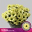 product/img.floraplaza.nl/LCHRCHIC-LIVE_fotos-0x90BE7EE3C9EE4DA6304AE4A73FBD7DE28A0E905E.jpg