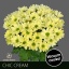 product/img.floraplaza.nl/LCHRCHIC-LIVE_fotos-0xB521DCE611B36962CD589F0D332FF1F58A4E4179.jpg