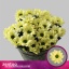 product/img.floraplaza.nl/LCHRCHIC-LIVE_fotos-0xD2B3F0080C9F91A1B2A85D0CA098A5A5C3D18136.jpg
