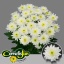 product/img.floraplaza.nl/LCHREU-LIVE_fotos-0xC37FEFBFA17793783F77D97768CF4F9E5D1030C9.jpg