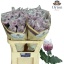 product/img.floraplaza.nl/LCHRGILP-LIVE_fotos-0x7F75E4410729E3D597EFB2B4CAF2DC25FED612AF.jpg