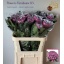 product/img.floraplaza.nl/LCHRGILP-LIVE_fotos-0xD080EC3498DF6188B672C312978320121482BD52.jpg