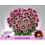 product/img.floraplaza.nl/LCHRHA-LIVE_fotos-0x0D392BCB3393ECFDCB1CDD82AF17D1C246A377DE.jpg