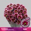 product/img.floraplaza.nl/LCHRHA-LIVE_fotos-0x661249071480284971E21BF89F39C2B14C9670E9.jpg