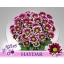 product/img.floraplaza.nl/LCHRHA-LIVE_fotos-0x8A0D5937AA441A40E6B2E3629F7513258157769B.jpg