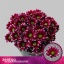 product/img.floraplaza.nl/LCHRHA-LIVE_fotos-0xA8B032F3AAAB23E27C2D5CD921723B3AB6E58F20.jpg