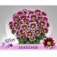 product/img.floraplaza.nl/LCHRHA-LIVE_fotos-0xAC38474EB5A02055B7CB6759C323B5E7E498BBEF.jpg