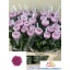 product/img.floraplaza.nl/LCHRHORD-LIVE_fotos-0x9CC13C806858B3A45164EFFDE57A54268B7947FB.jpg