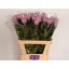 product/img.floraplaza.nl/LCHRHORD-LIVE_fotos-0xECB4897B6DF77E0E515CAD212CFCFA474421A41B.jpg
