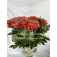 product/img.floraplaza.nl/LCHRHORS-LIVE_fotos-0x56D4544A5A6776AD57A5F81F37160A333EFE60E5.jpg