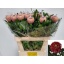product/img.floraplaza.nl/LCHRHORS-LIVE_fotos-0xA00A6A0FE4D421512EF808355DE03967A95A01CB.jpg