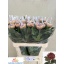 product/img.floraplaza.nl/LCHRHORS-LIVE_fotos-0xFAA2AFDC91A466A914B2A617F3D6FFFDE2BA16F2.jpg