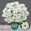 product/img.floraplaza.nl/LCHRILO-LIVE_fotos-0x2CABDF50BEECEB2A2BA76EDC28365A8F1870EF1D.jpg