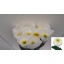 product/img.floraplaza.nl/LCHRING-LIVE_fotos-0xA12D577588A143FF9F304125F3899C269FC4602A.jpg