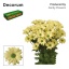 product/img.floraplaza.nl/LCHRKENC-LIVE_fotos-0x07C0D15AC99003CADCEA692B1F8F93FE19DE6CAC.jpg