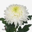 product/img.floraplaza.nl/LCHRMA-ART_Fotos-VBN-vbn117213.jpg