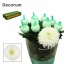 product/img.floraplaza.nl/LCHRMA-LIVE_fotos-0x4A97B56F60F6452D14D95F9AE017529C751B5222.jpg