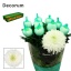 product/img.floraplaza.nl/LCHRMA-LIVE_fotos-0xC9FB93AA666661EF1617F0F4BDB9529CBBF5160F.jpg