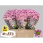 product/img.floraplaza.nl/LCHRMADTANP-LIVE_fotos-0xADB63B05114EFAB33B866B7751431C58BB0A3038.jpg
