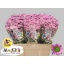 product/img.floraplaza.nl/LCHRMADTANP-LIVE_fotos-0xEA8D336521422BBD88310A3C18D1FD5263B823CC.jpg