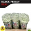 product/img.floraplaza.nl/LCHRMADW-ASSORTI_fotos-MVA-BF Chrys sa Madiba Lindi White 100 gram.jpg