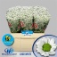 product/img.floraplaza.nl/LCHRMADW-ASSORTI_fotos-weekaanbieding-Chrys sa madiba lindy white week 8.jpg